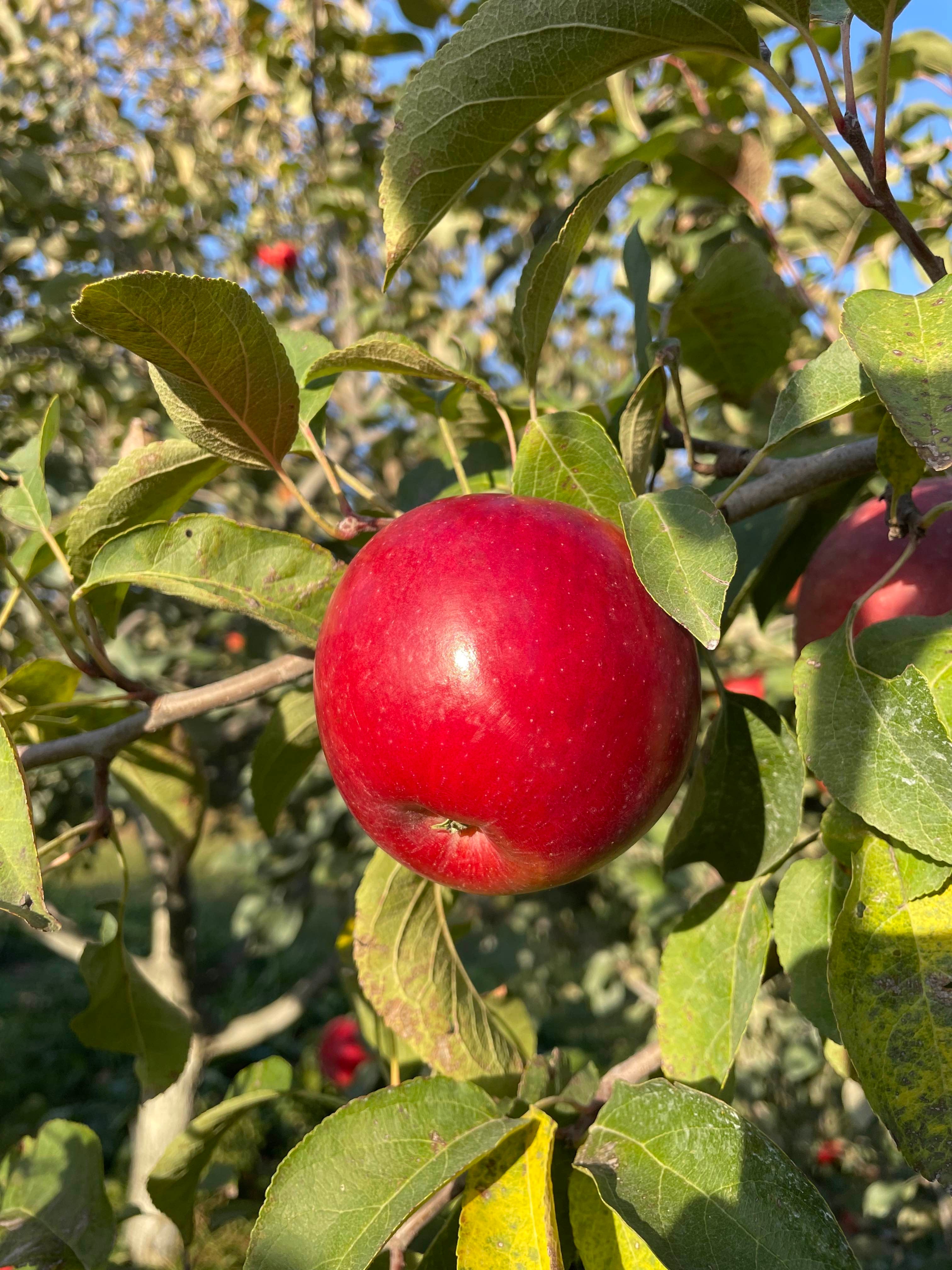 Apple Varieties | Twin Oaks Orchard